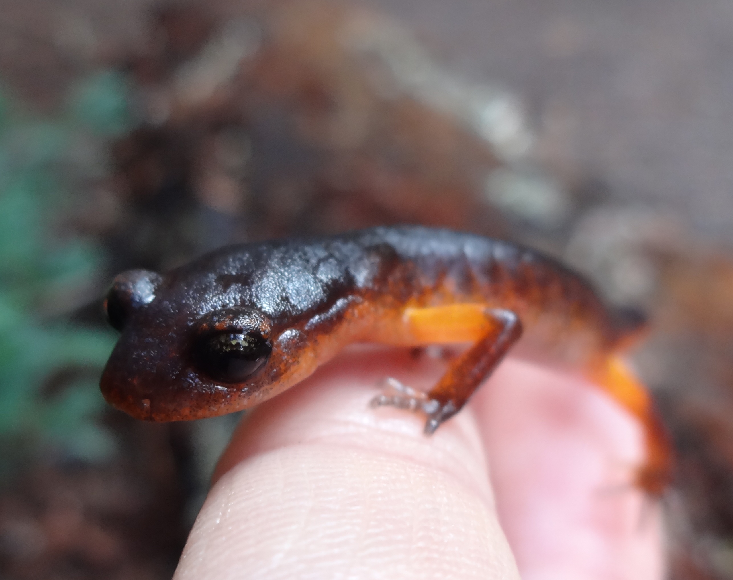 Photo of a juvenile Ensatina