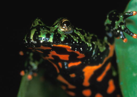 Photo of a fire-bellied toad, Bombina orientalis